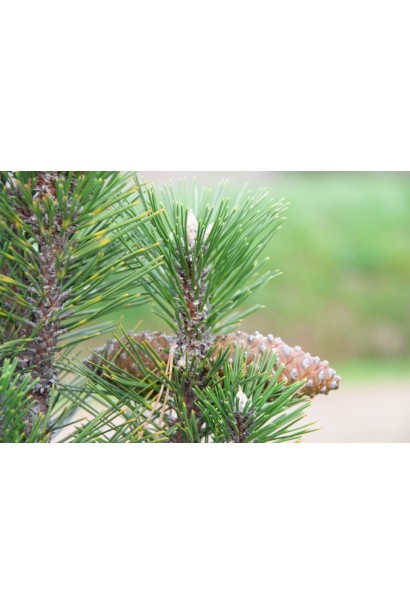 Сосна чорна Komet шишки